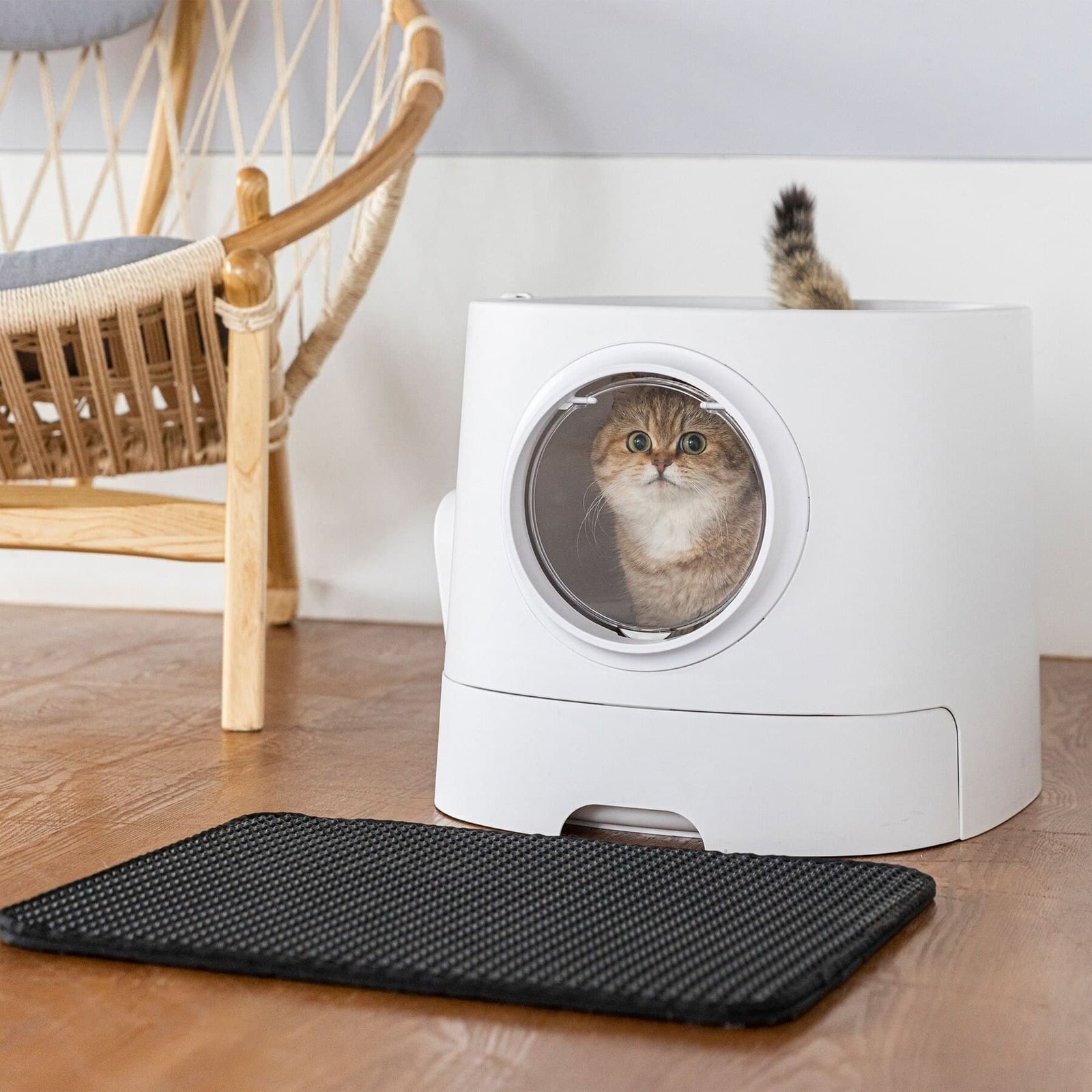 The Ease of Entry and Exit Feature in XXL Litter Boxes for Cats ...