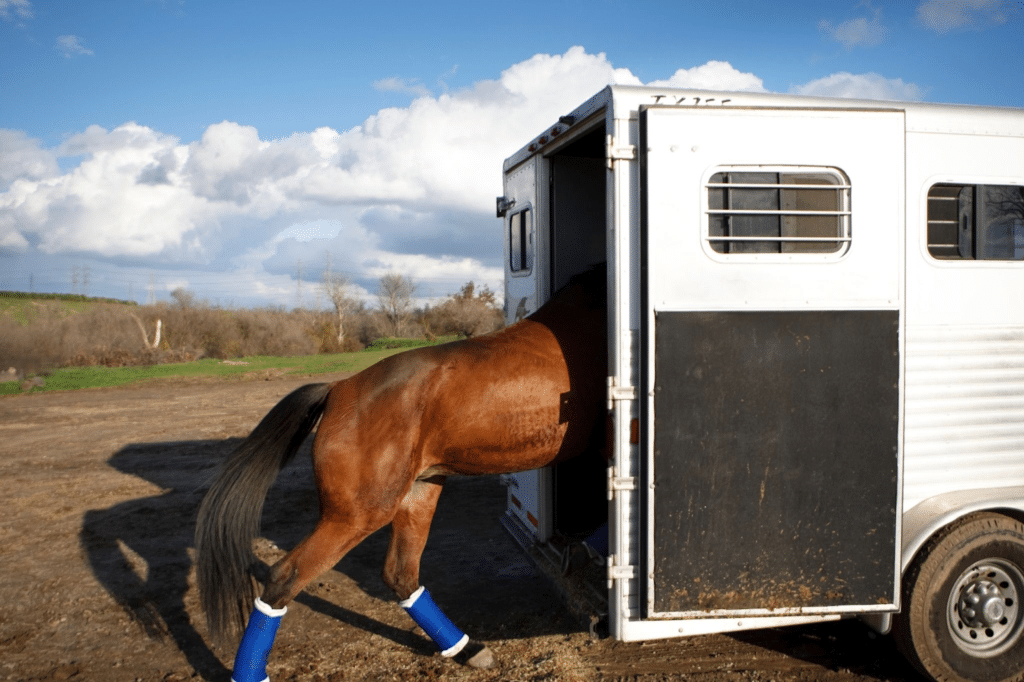 horse trailers